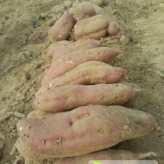 河北肥乡商薯19红薯上货量大