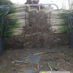 山东青州长白大葱名扬天下