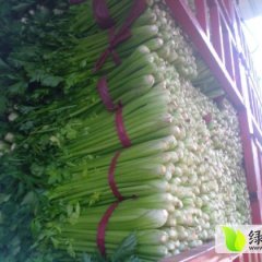 山东东昌府美国西芹芹菜价格行情平稳