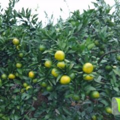 公安柑橘口感爽口,章庄熊昌军诚信合作