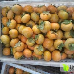 大荔范家白康10月9月黄柿子