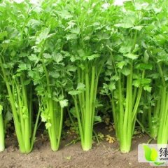 内蒙古翁牛特旗西芹芹菜著名品牌