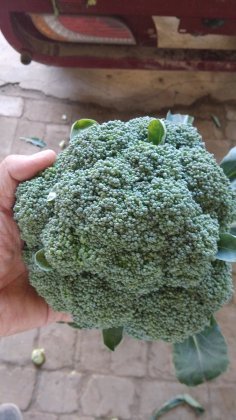 2014三原西兰花现在订货有惊喜