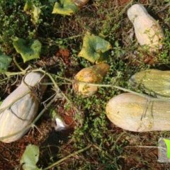 师宗南瓜名优产品,丹凤陈冬京诚信合作