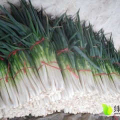 北林爱国刘先生10月长白大葱