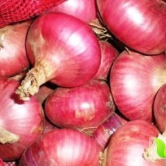 山东聊城红皮冷库洋葱大量出库中