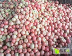 东昌府大量供应优质西红柿 日供货量大
