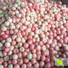 东昌府大量供应优质西红柿 日供货量大