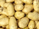 2014和林格尔土豆今年价格有看点