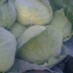 牡丹沙土赵印10月京丰一号甘蓝