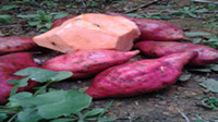 湖北红薯（红苕)