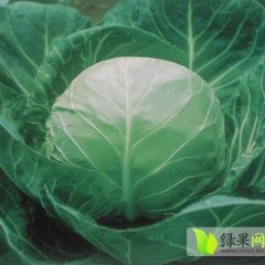 河南新野旺旺，中甘系列，克日，丽丽便宜大上