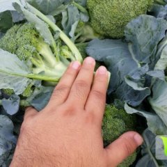 河南新野西兰花绿色无公害,城郊姚书功诚信合作