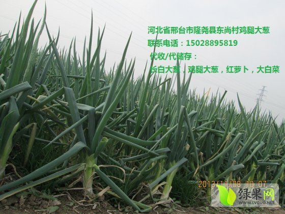 2014年河北隆尧鸡腿大葱价格