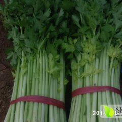 2014禹城芹菜今年价格有看点