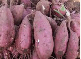 泗水县红薯大量上市 面积大 品种齐全