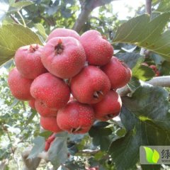 费县山楂随行就市大田许绍华诚信合作