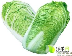 凌海白菜颜色鲜亮个体均匀耐储备已经大量上市
