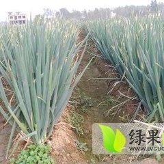 2014平度大葱值得出手