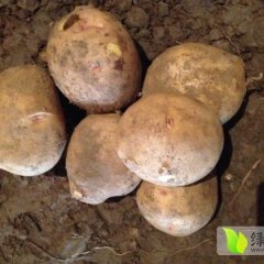 2014甘肃优质土豆速来抢购