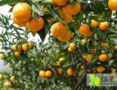 湖北松滋柑橘是名优特产