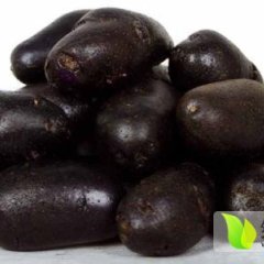 内蒙古宁城黑美人土豆火爆招商中