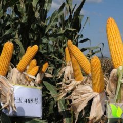 山东沾化先玉698玉米营养丰富