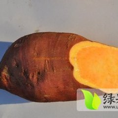 山东临沭苏薯8号红薯质量上乘