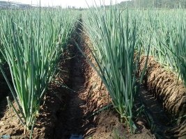 昌邑长白大葱上货量快 质量好 欢迎来收购