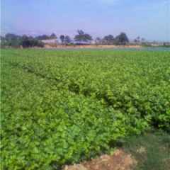 泾阳芹菜口感爽口,云阳赵剑诚信合作