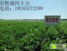 出售讷河土豆