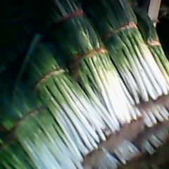 安丘开发区铁杆大葱