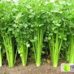 东昌府沙镇刘鹏10月皇妃芹菜