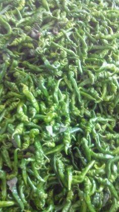 大荔明水王建民9月棍棍辣椒