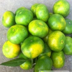 湖南澧县双龙国庆一号柑橘逐渐升温