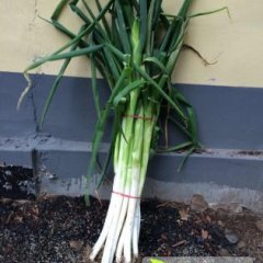 乐陵寨头王景雷10月铁杆大葱