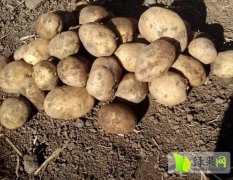 北林土豆大量出售 品种齐全 保质保量