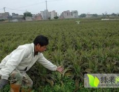 山东郯城福建飞桥紫叶香莴苣逐渐升温