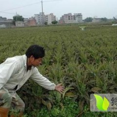 山东郯城福建飞桥紫叶香莴苣逐渐升温