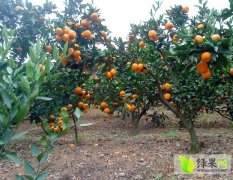 陕西城固叶橘柑橘聚焦市场