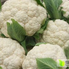 沛县菜花上货量大,河口徐忠科诚信合作