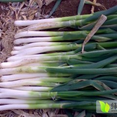 2014北林大葱现在订货有惊喜