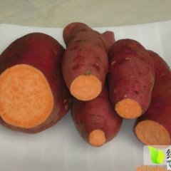 临沭红薯长势旺盛 欢迎前来考察采购