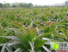 郯城红花李林村红叶莴苣大量上市