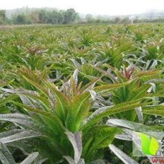 郯城红花李林村红叶莴苣大量上市