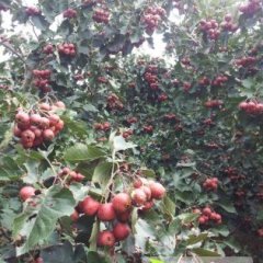 山东文登大金星山楂营养丰富