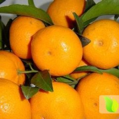 2014兴安柑橘走过路过不要错过