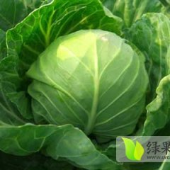 定州定深马跃彬10月春玉甘蓝