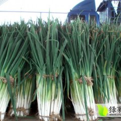 肥城王庄代效申8月铁杆大葱