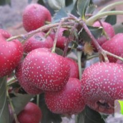 山东临朐大金星山楂早买早赚